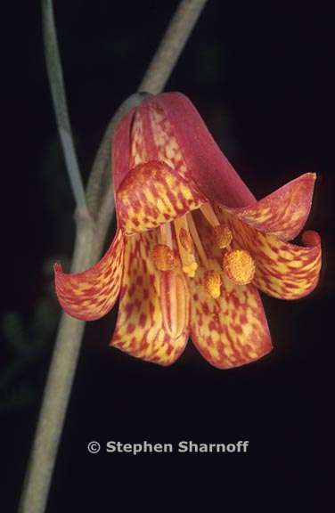 fritillaria recurva 1 graphic